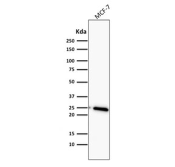 Bcl2 Antibody