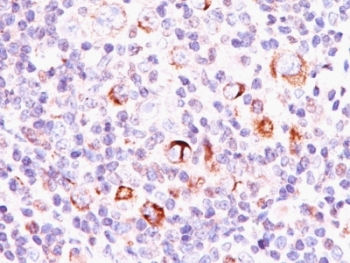 Bcl-X Antibody