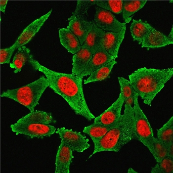 ACTA2 Antibody Cocktail / Alpha Actin