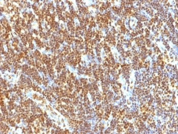 SUMO-2 Antibody