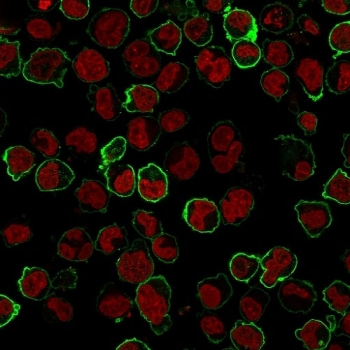 CD43 Antibody