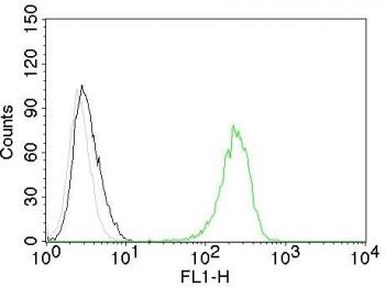 Transferrin Receptor Antibody / CD71