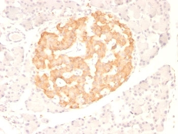 TNFa Antibody