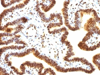 SUMO-1 Antibody