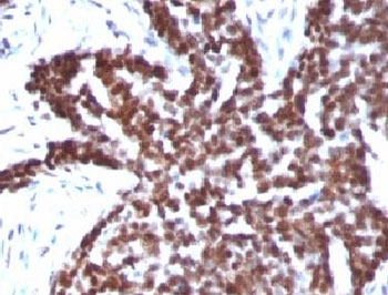 Cyclin B1 Antibody