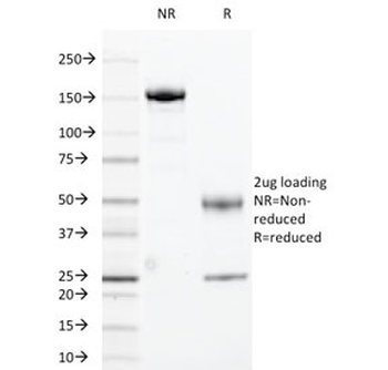 Cyclin B1 Antibody
