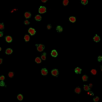 CD3e Antibody