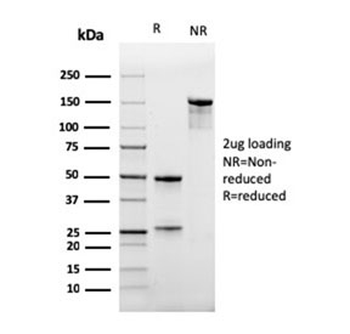 CD47 Antibody / IAP