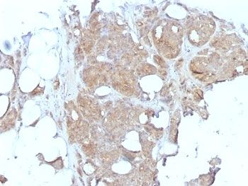 Major Vault Protein Antibody