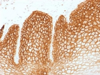 CD44v6 Antibody