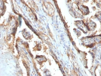 Galectin 13 Antibody / LGALS13