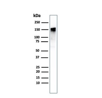 EGF Receptor Antibody