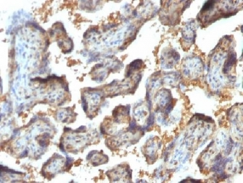 Galectin 13 Antibody / LGALS13