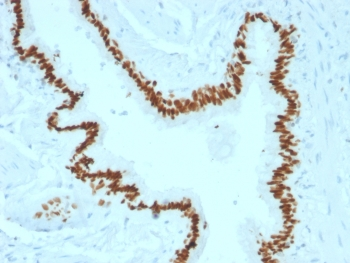 SOX-2 Antibody