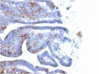 SOX-2 Antibody