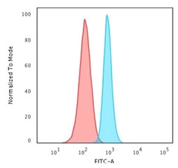 Spectrin beta III Antibody / SPTBN2