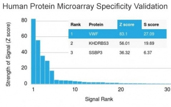 vWF Antibody