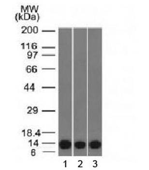 FSP1 Antibody / S100A4