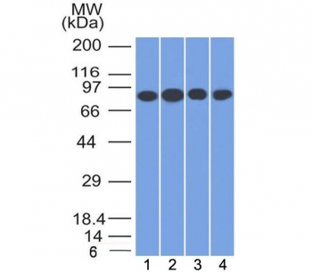 CD71 Antibody / Transferrin Receptor (Extracellular domain)