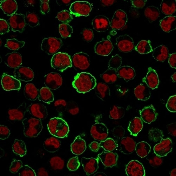 Recombinant CD43 Antibody / Rabbit Monoclonal