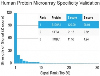 S100A1 Antibody
