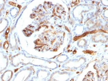 Adiponectin Antibody