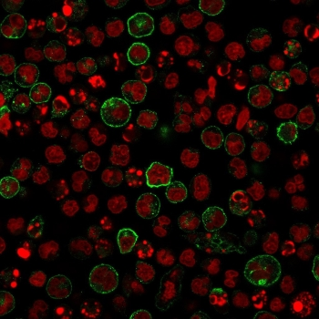 Recombinant CD86 Antibody
