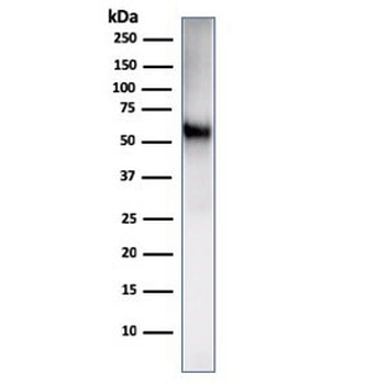 Recombinant CD86 Antibody