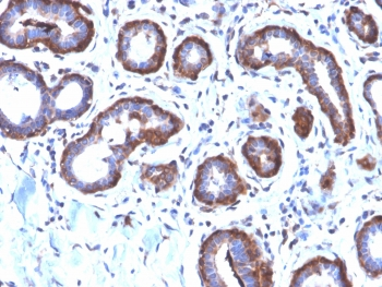 Recombinant Ferritin Light Chain Antibody / Rabbit Monoclonal