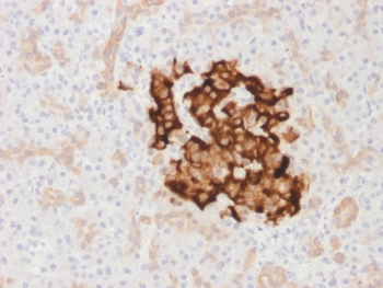 Recombinant INS Antibody / Insulin