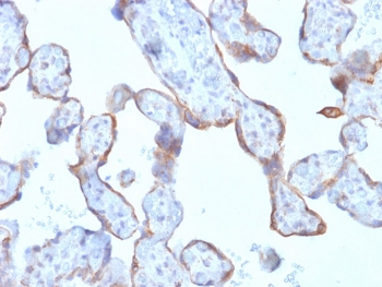 Recombinant MMP3 Antibody