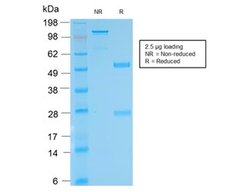 Recombinant Biotin Antibody / Rabbit Monoclonal