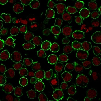 Recombinant CD43 Antibody