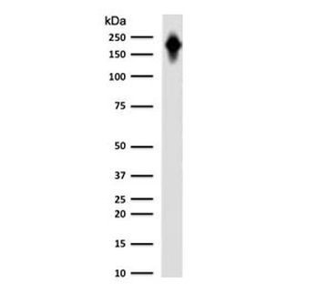 Recombinant CD45RB Antibody / Rabbit Monoclonal