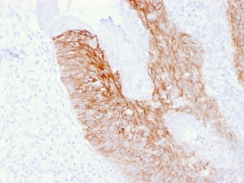 CD44v6 Antibody