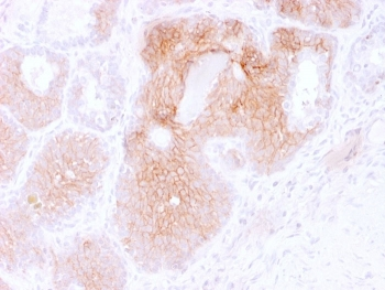 CD44v6 Antibody
