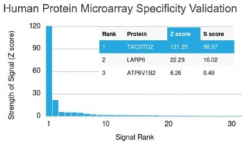 TROP2 Antibody / TACSTD2