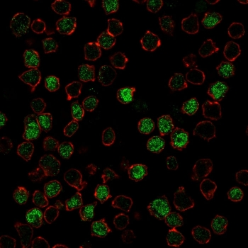 PU.1 Antibody / SPI1