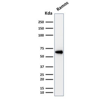 OCT-2 Antibody / POU2F2