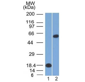 OCT-2 Antibody / POU2F2