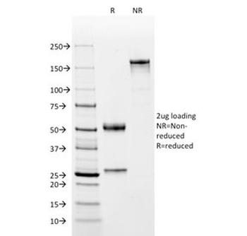 OCT-2 Antibody / POU2F2