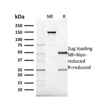 FXN Antibody / Frataxin