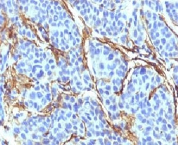 CD271 Antibody / NGFR / p75NTR