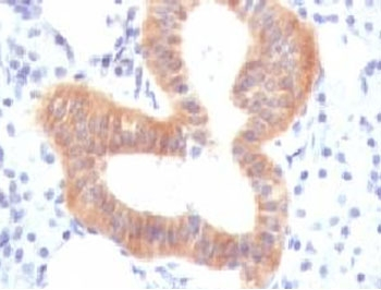 CD86 Antibody