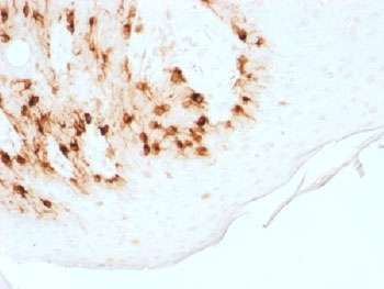 Recombinant Melan-A Antibody / Rabbit Monoclonal