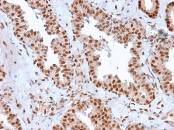 APE1 Antibody / APEX1