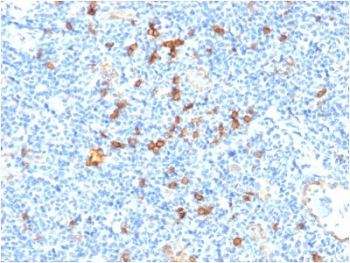 CD123 Antibody / IL3RA