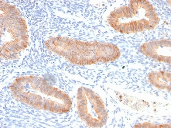 Recombinant IL-10 Antibody