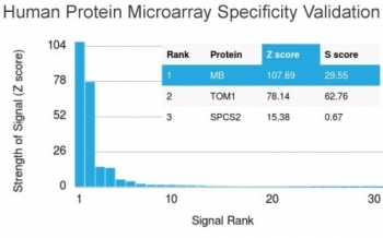 Myoglobin Antibody