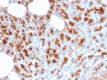 MDM2 Antibody
